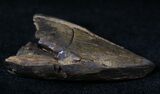 Partial Tyrannosaur Tooth - Montana #21395-3